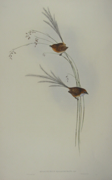 John Gould Birds of Australia